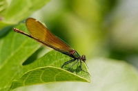 calopteryx