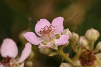 fiore comune non identificato