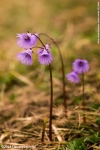 Soldanella Alpina