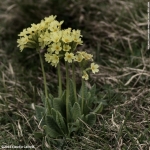 Primula vulgaris