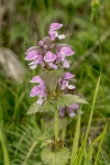 Lamium ssp copia