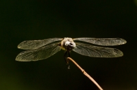 Orthetrum cancellatum