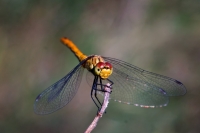 libellula