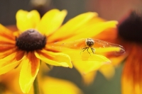 Libellula col beercan