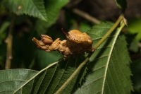 Larva dello "stauropus fagi"