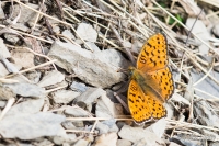 Argynnis paphia