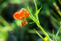 Lilium Pomponium