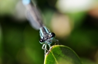 Libellula