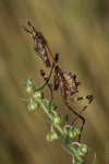 Empusa Pennata