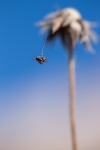 Bungee jumping