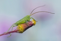 Neanide di Tettigonia