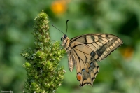 Papilio-Machaon