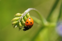 coccinella