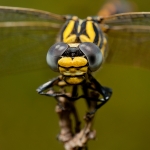 Onychogomphus Forcipatus