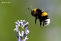 landing on lavander