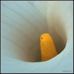 Calla