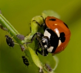 afidi e coccinella