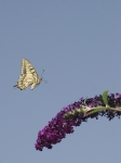 Papilio machaon