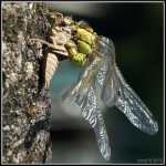 metamorfosi...nascita di una libellula.