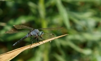 libellula - prova sigma 400 apo macro (di Gipipa)