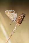 POLYAMMATUS IN TINTA AUTUNNALE