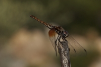 libellula