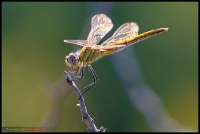 dragonfly