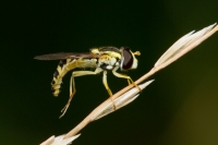 Spharophoria scripta