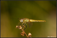 Libellula