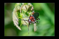 Cantharis rustica