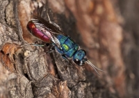 Imenottero Famiglia Chrysididae