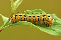 Bruco di Saturnia Pavonia