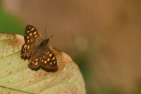 Farfalla d'autunno - close up