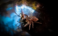 Salticidae 1 - mosca 0