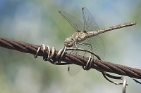 Libellula