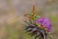 Conocephalus-discolor