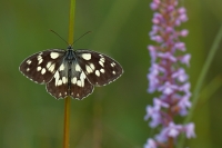 Melanargia Galathea