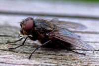 Mosca con goccia d'acqua - riflessi