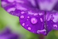 drop purple