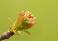 germoglio di primavera