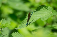 Libellula