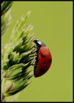 coccinella