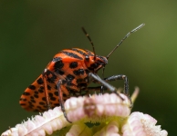 Graphosoma lineatum