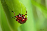 Appeso nel verde