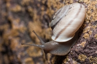 Chiocciolina - Chilostoma cingulatum