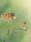 Altra melitaea