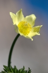 Anemone, roccia e cielo