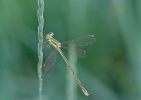 libellula