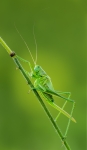 Grasshopper