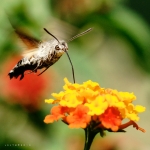 farfalla colibrì - (Macroglossum stellatarum)